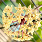 Hoya quinquenervia