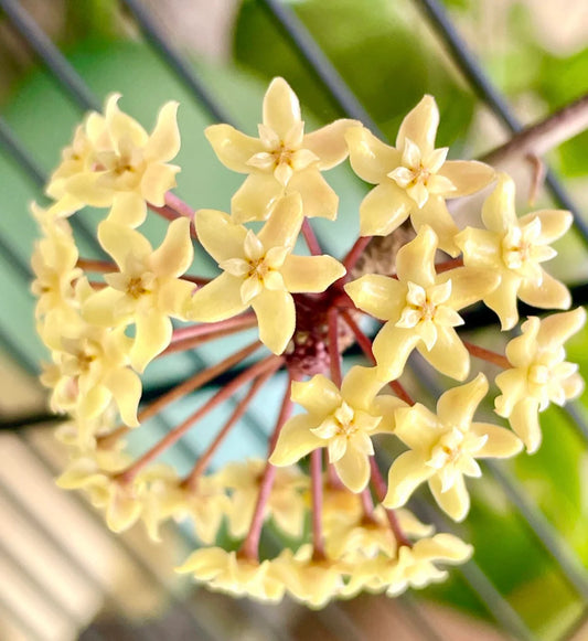 Hoya quinquenervia