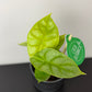 Alocasia Golden Dragon