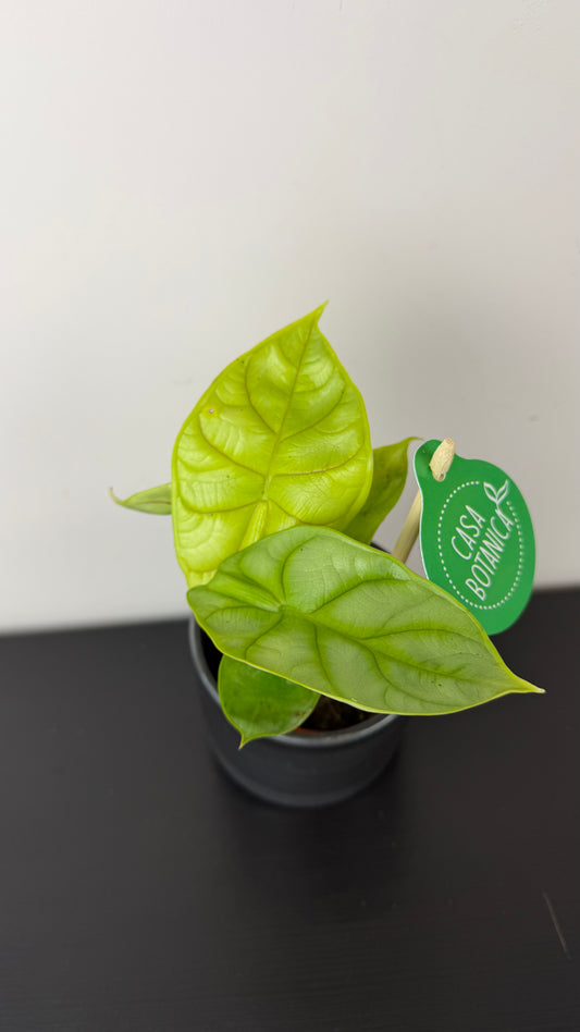 Alocasia Golden Dragon