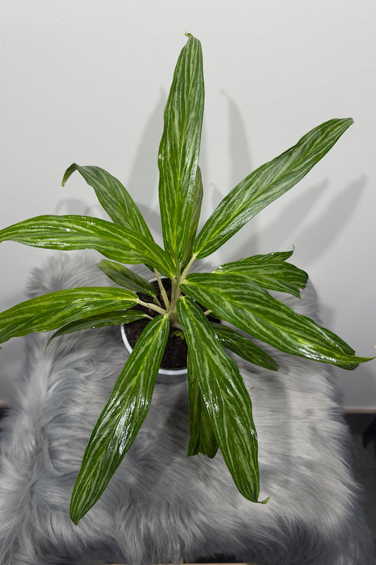 Aglaonema 3 - www.augi-plants.lv