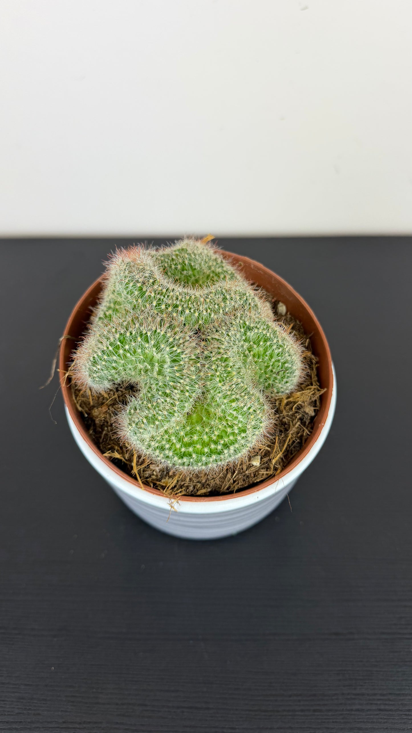 Cactus 3