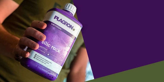 Telpaugu mēslojums stiprina šūnu sienas un palielina izturību Plagron Silic Rock 250ml - www.augi-plants.lv