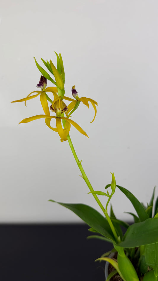 Prosthechea Octopussy