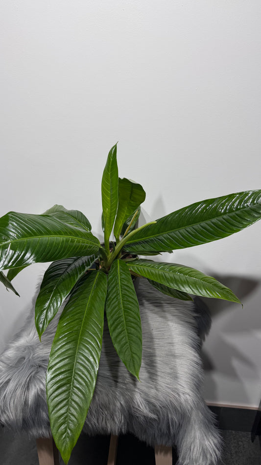 Philodendron Campii