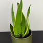 Sansevieria Snow White
