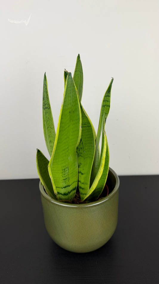 Sansevieria Snow White