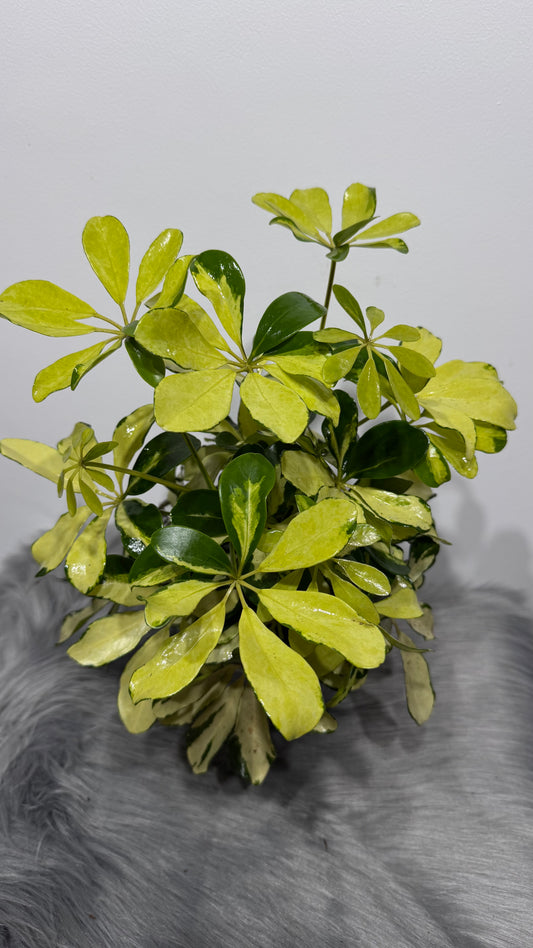 Schefflera Melanie