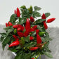 Capsicum Red