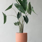 Alocasia Zebrina