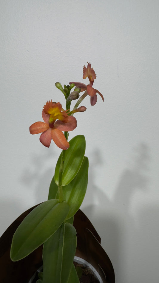 Orhideja Epidendrum 1 - www.augi-plants.lv