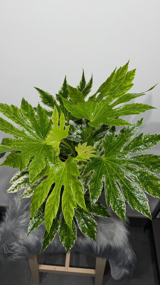 Aralia Variegata