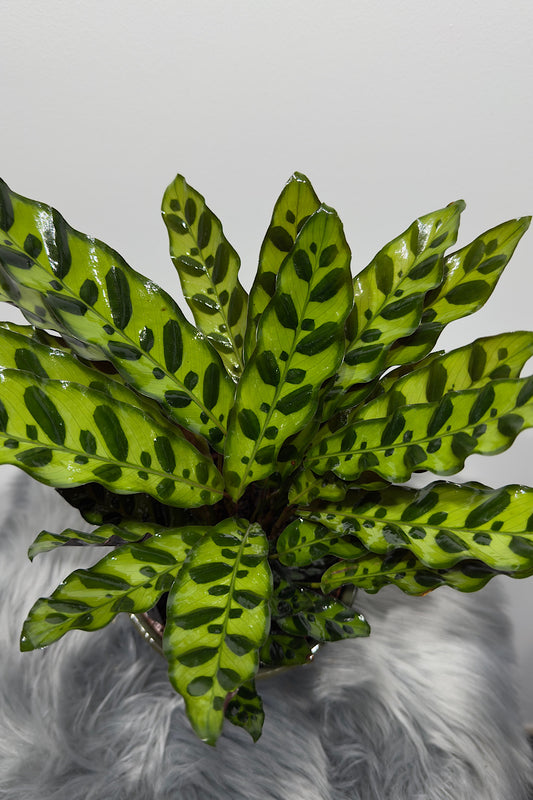 Calathea 1 - www.augi-plants.lv
