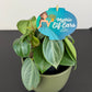 Peperomia Mythiq Elf Ears