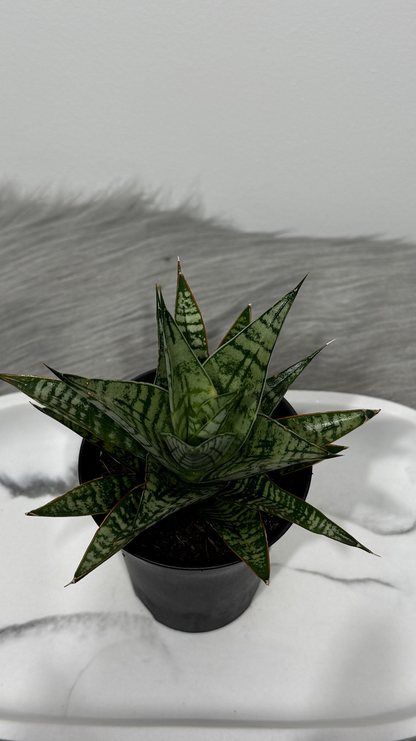Sansevieria Comet Rocky Mountain