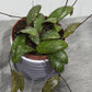 Hoya Sigillatis