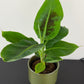 Musa dwarf Cavensish