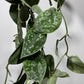 Scindapsus Pictus Silver Ann