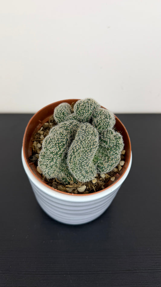Cactus 5