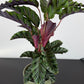 Calathea Velvet Glory