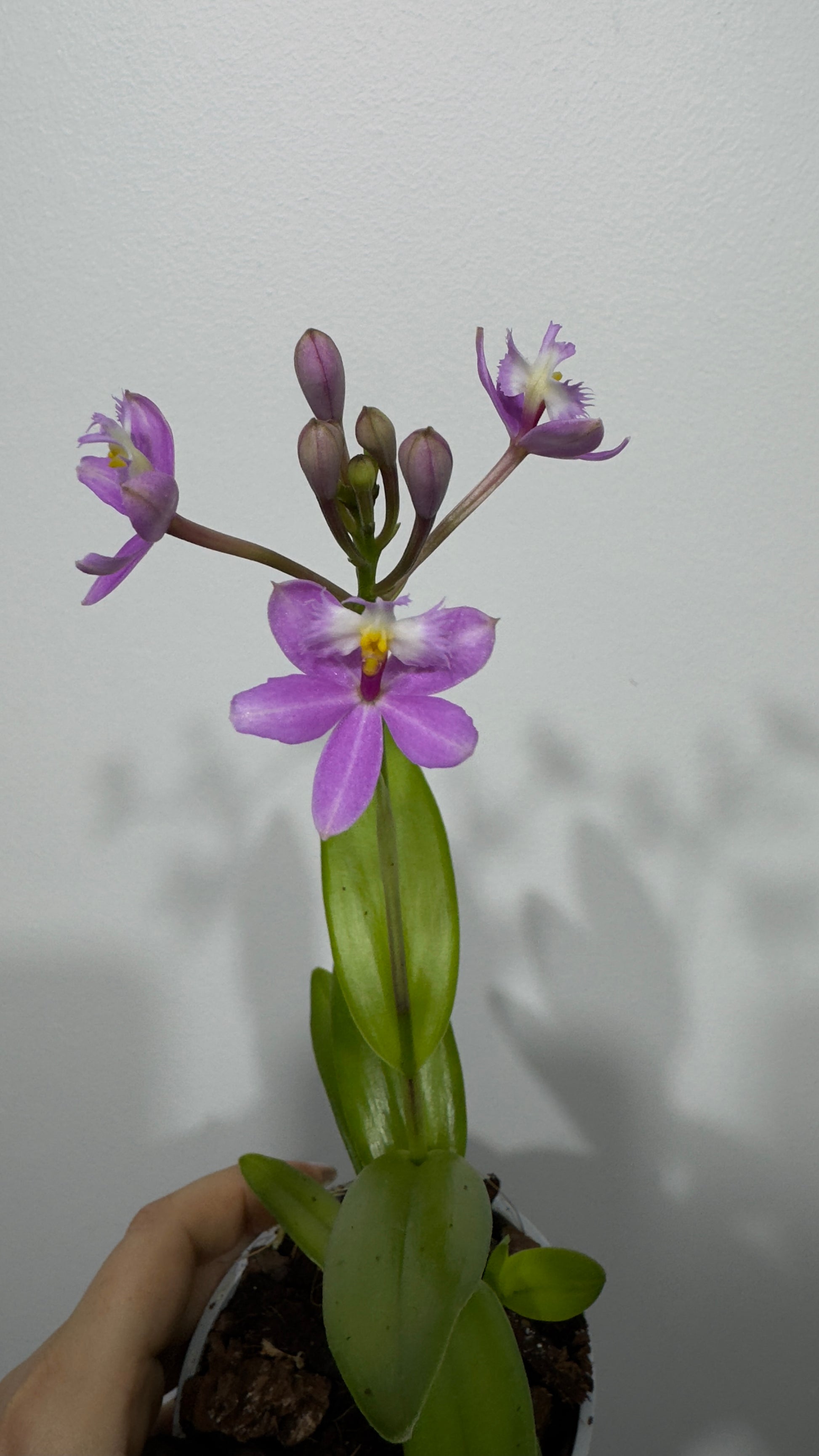 Orhideja Epidendrum 6 - www.augi-plants.lv