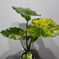 Alocasia macrorrhiza Aurea