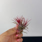 Tillandsia Air plant 3
