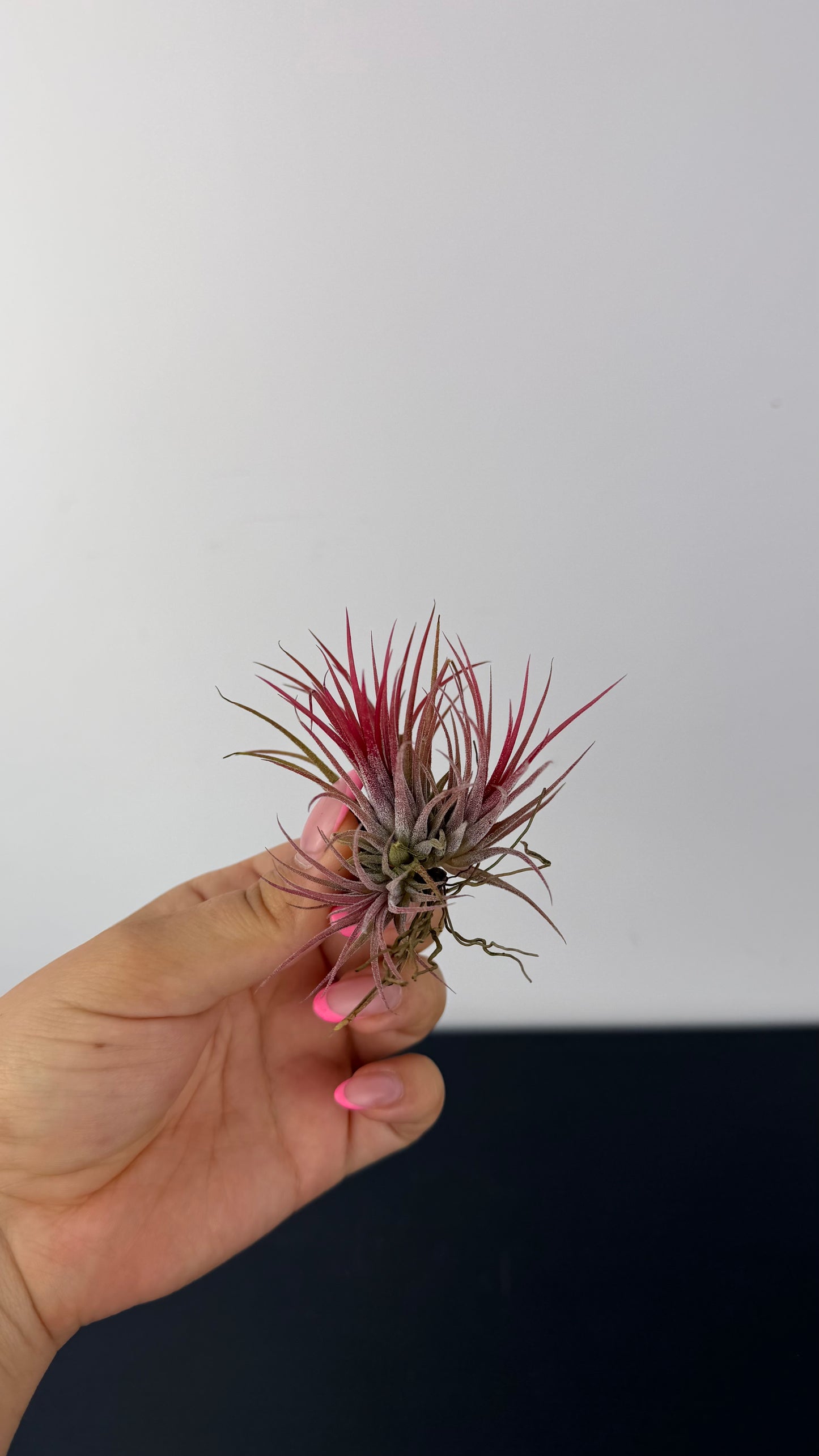 Tillandsia Air plant 3