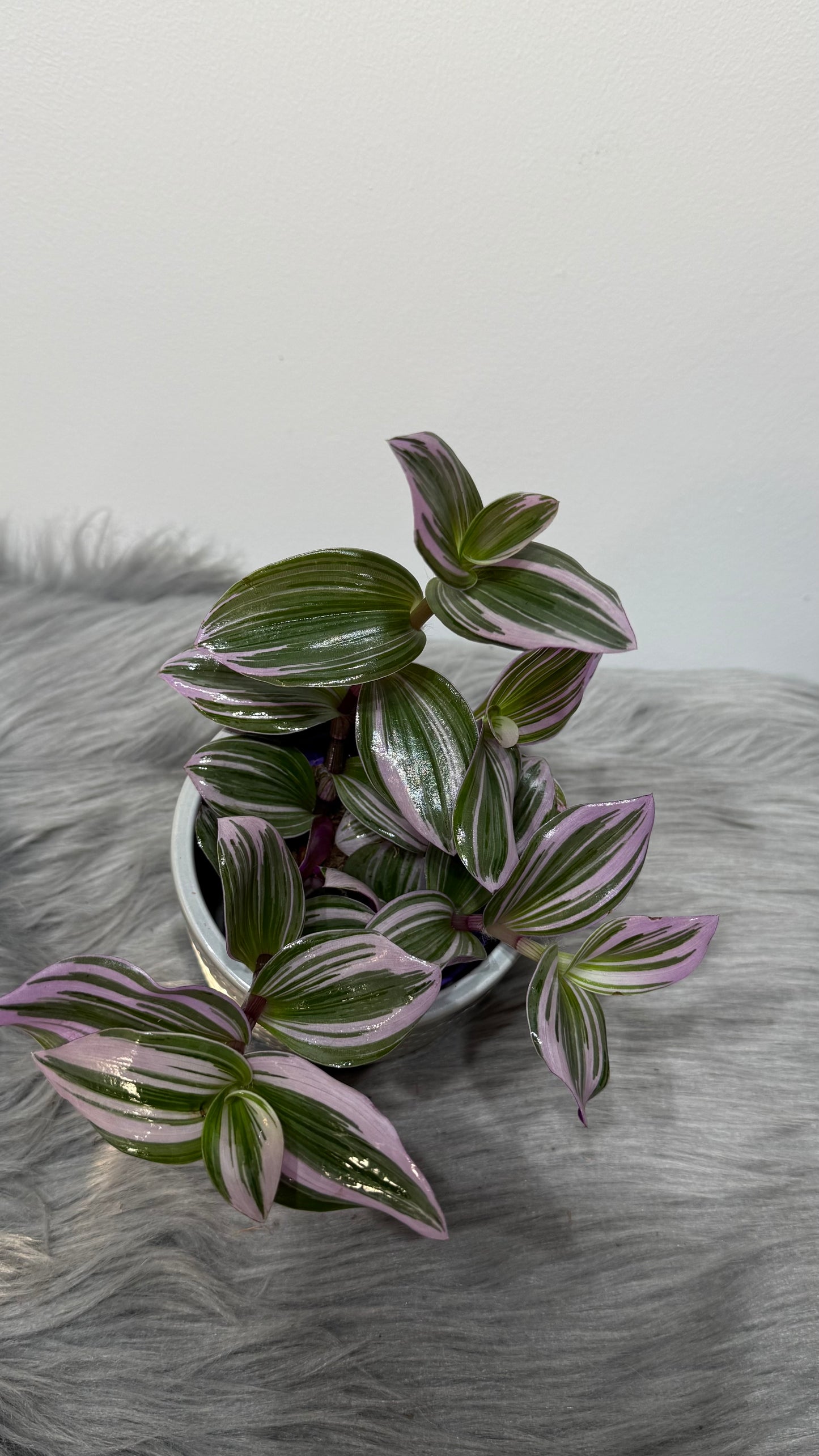 Tradescantia Nanouk