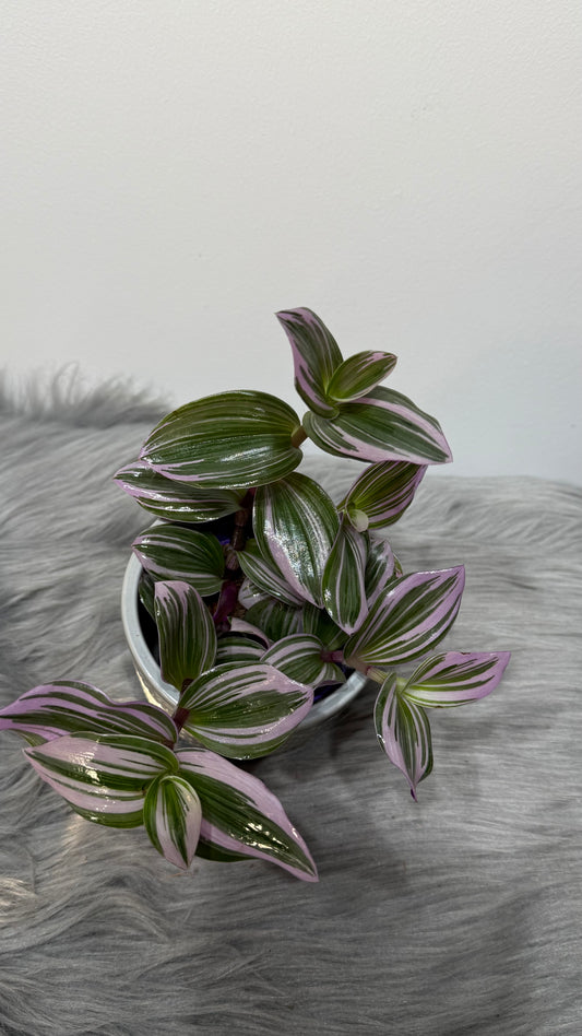 Tradescantia Nanouk
