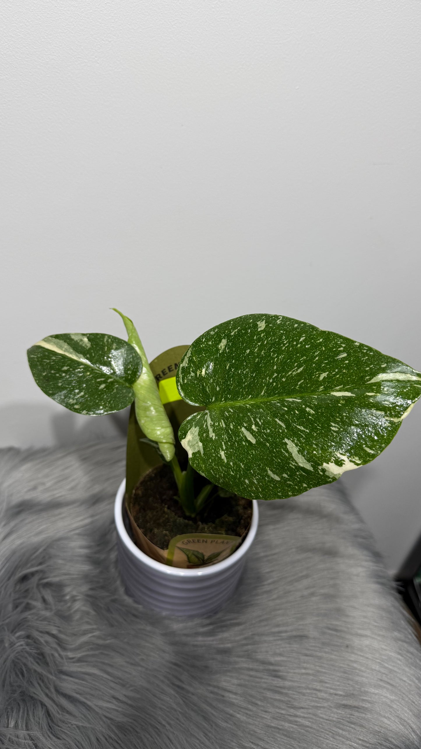 Monstera Thai Constellation