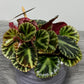 Begonia Gironella