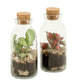 Terrarium Composition