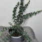 Eucalyptus Cinerea