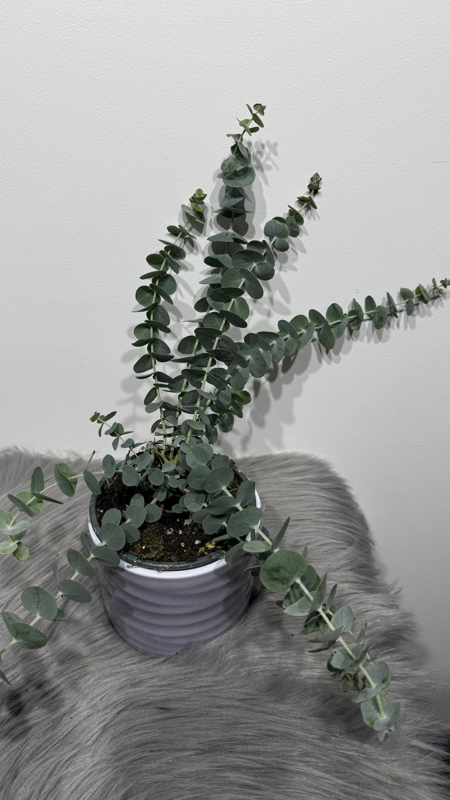 Eucalyptus Cinerea