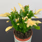 Schlumbergera Yellow