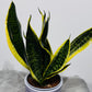 Sansevieria 6