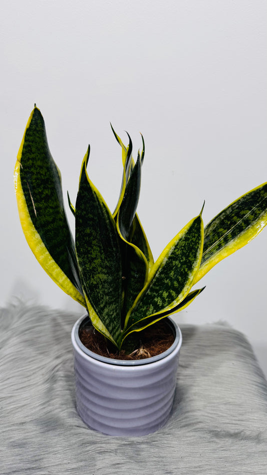 Sansevieria 6