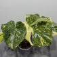 Monstera Thai Constellation 9 - www.augi-plants.lv
