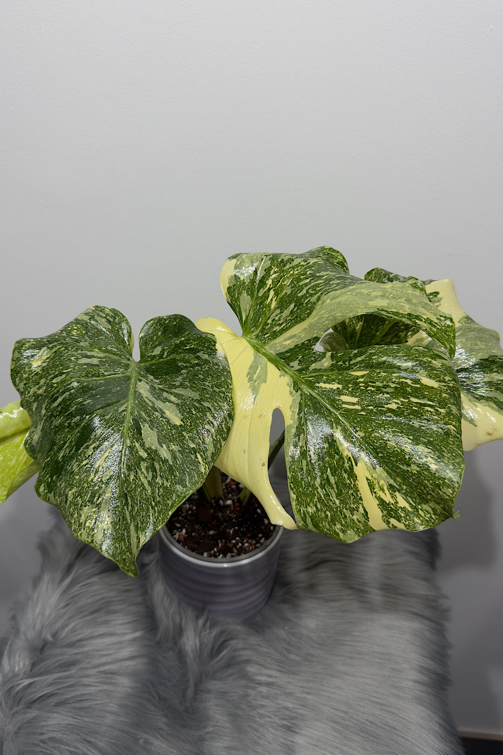 Monstera Thai Constellation 9 - www.augi-plants.lv