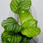 Calathea Orbifolia