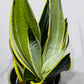 Sansevieria 5