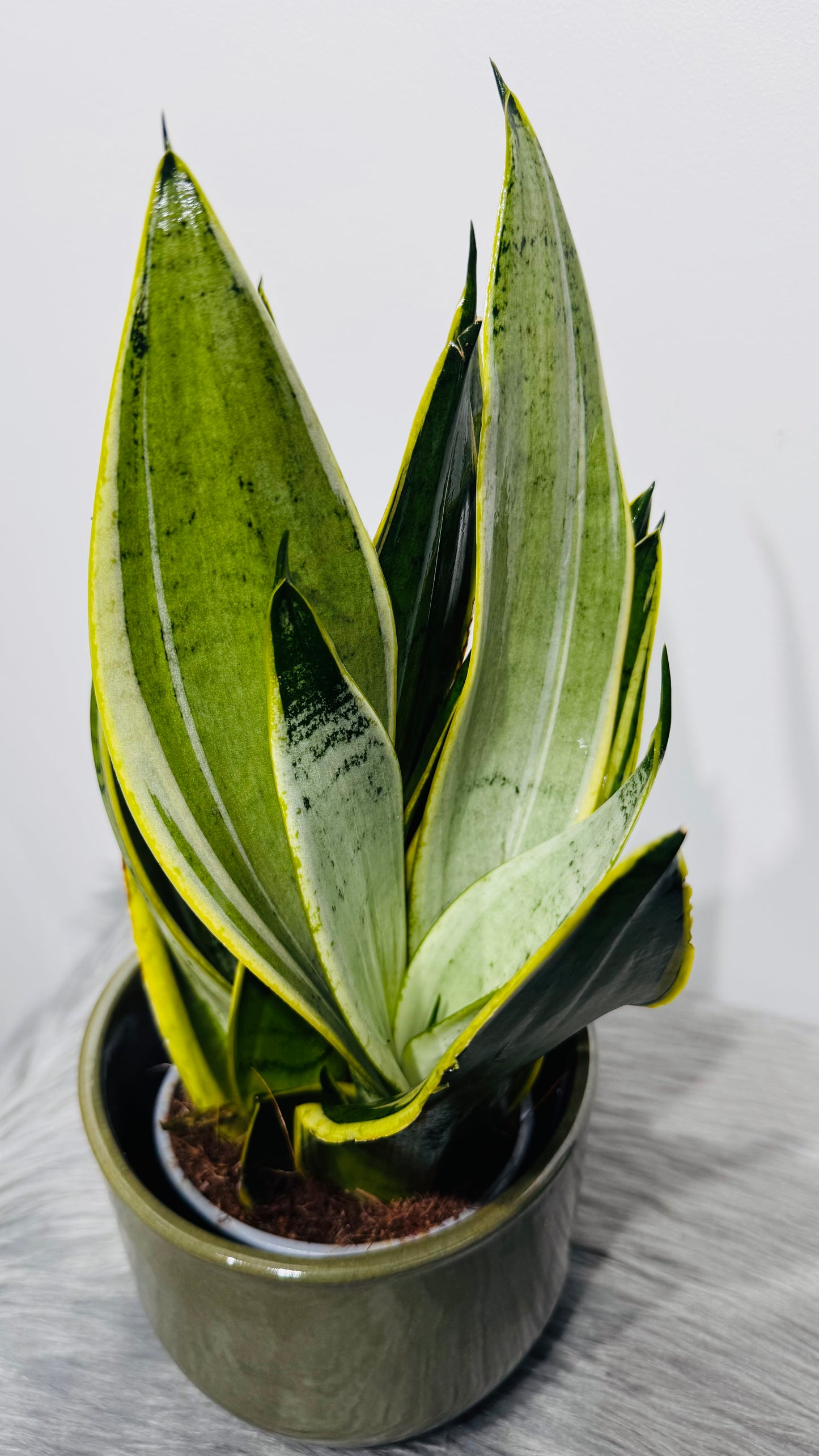 Sansevieria 5