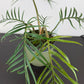 Philodendron Tortum