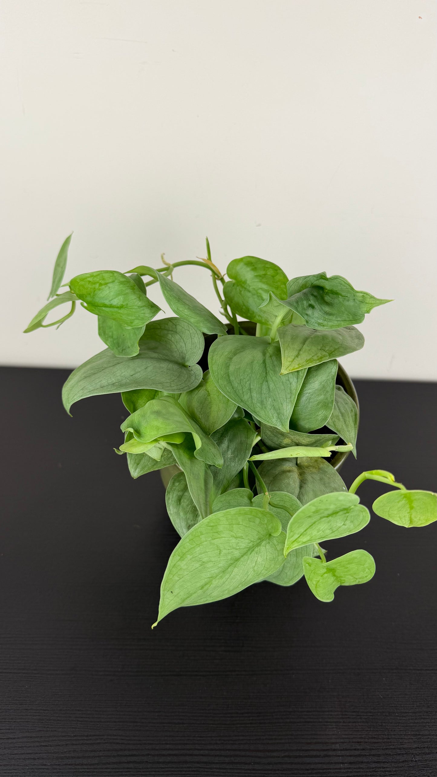 Epipremnum Silver Hero