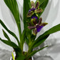 Orhideja Zygopetalum Louisendorf 5 SMARŽO!