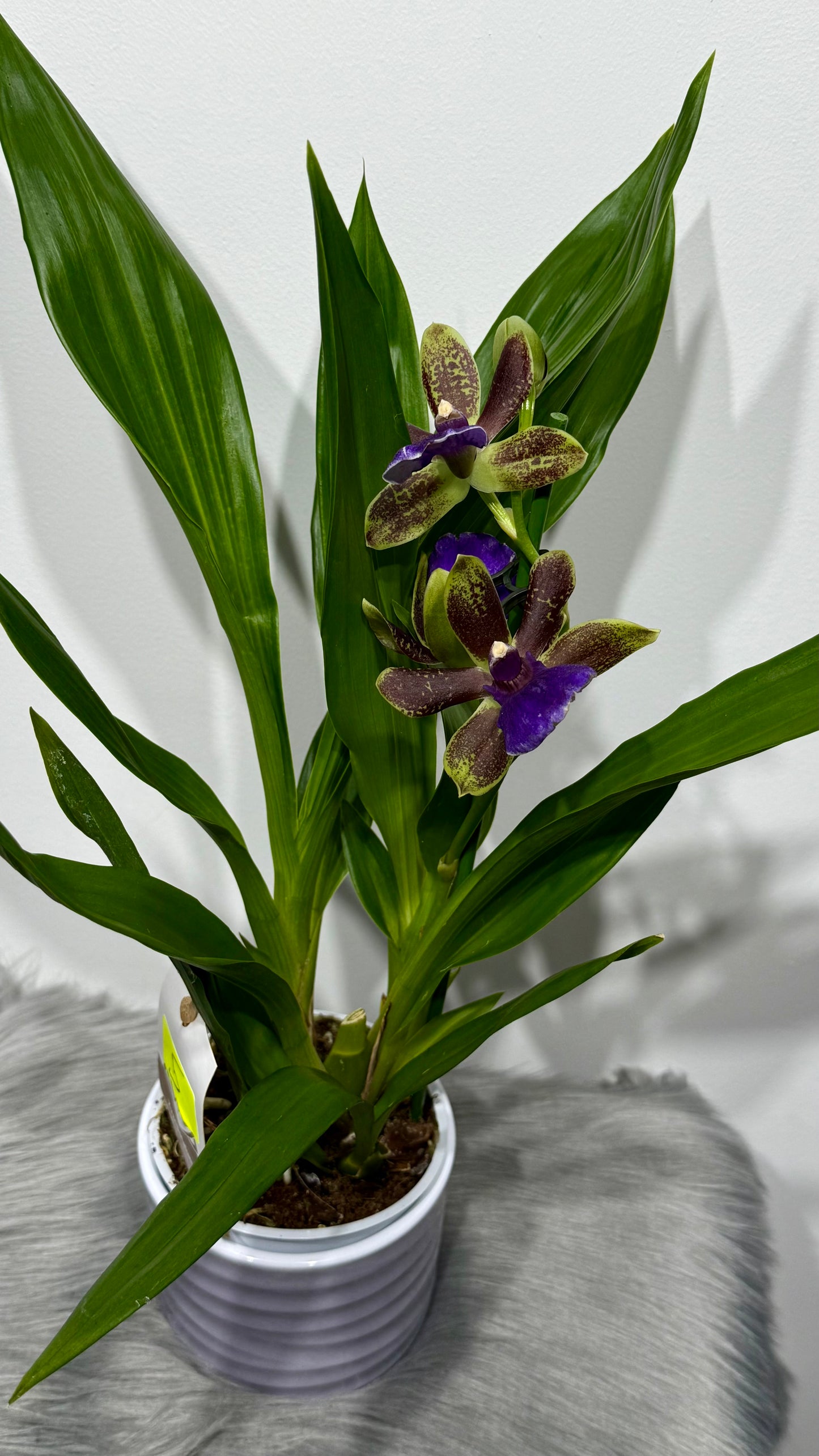Orhideja Zygopetalum Louisendorf 5 SMARŽO!