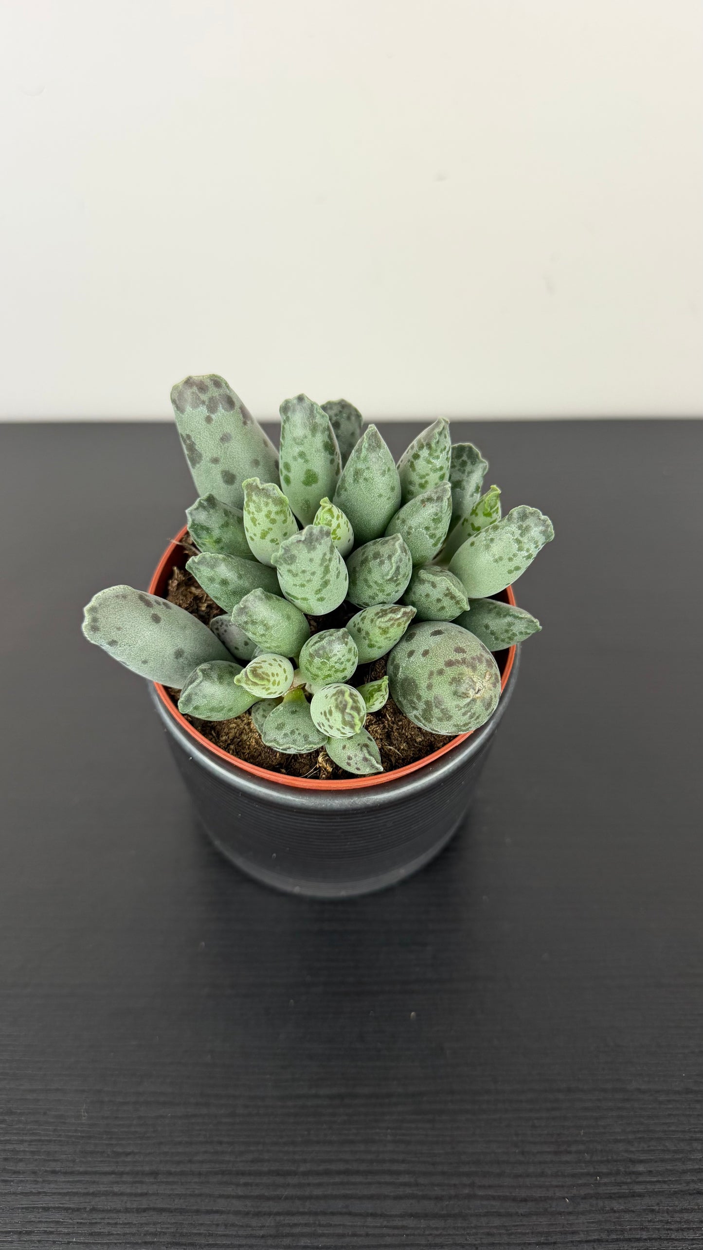 Adromischus 3