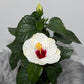 Hibiscus white with red
