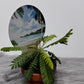 Biophytum Sensitivum